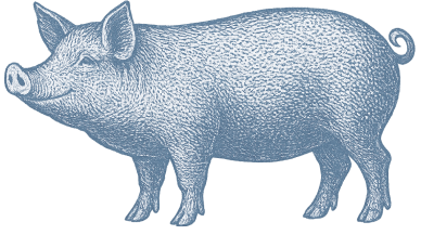 Pig